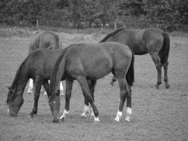 horses and foals in germany photo