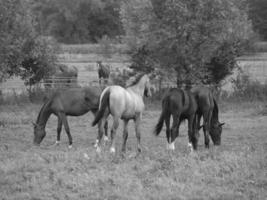 horses in germany photo