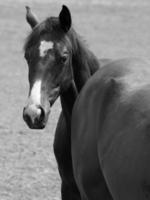 caballos en Alemania foto