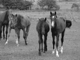 horses and foals in germany photo