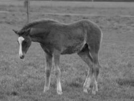 horses and foals in germany photo