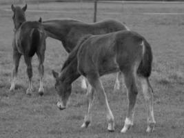 horses and foals in germany photo