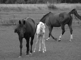 caballos y potros en alemania foto