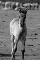 horses in germany photo