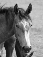 caballos en Alemania foto