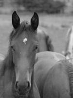 horses and foals in germany photo