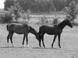 horses in germany photo