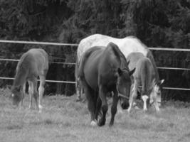 horses and foals in germany photo