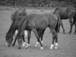 horses and foals in germany photo