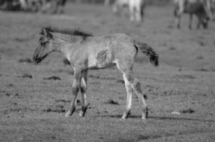 many horses in germany photo