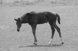 muchos caballos en Alemania foto