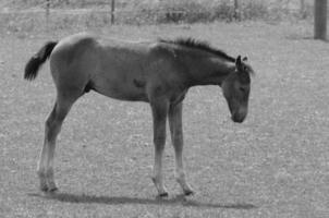 muchos caballos en Alemania foto