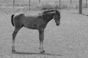 many horses in germany photo