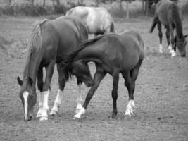 caballos en Alemania foto