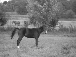 caballos en Alemania foto