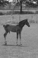 muchos caballos en Alemania foto