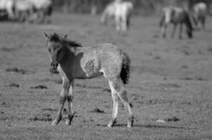 many horses in germany photo