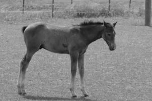 many horses in germany photo