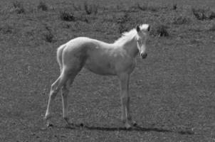 many horses in germany photo