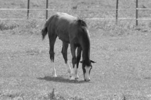 muchos caballos en Alemania foto