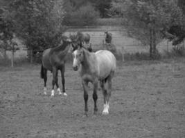 horses in germany photo