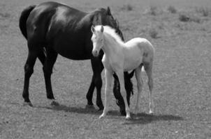 muchos caballos en Alemania foto