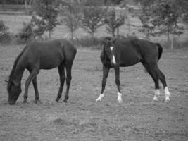 horses in germany photo