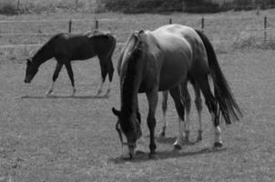 muchos caballos en Alemania foto