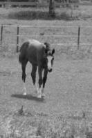 many horses in germany photo