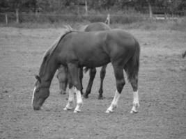 horses in germany photo