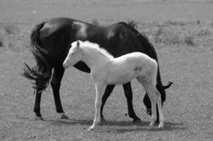 muchos caballos en Alemania foto