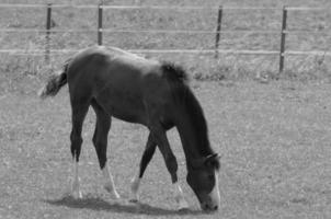 muchos caballos en Alemania foto