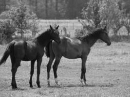 muchos caballos en Alemania foto