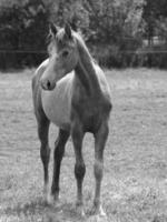 many horses in germany photo