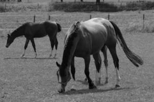 many horses in germany photo