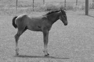 many horses in germany photo