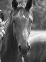 many horses in germany photo