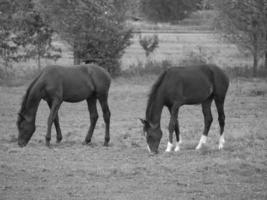 horses in germany photo