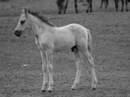 caballos salvajes en alemania foto