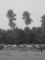 caballos salvajes en alemania foto