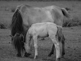 wild horses in germany photo