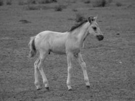 caballos salvajes en alemania foto