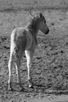 wild horses in germany photo