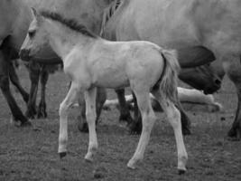 wild horses in germany photo