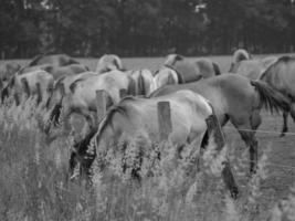 wild horses in germany photo