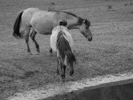 wild horses in germany photo