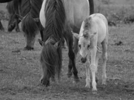 caballos salvajes en alemania foto