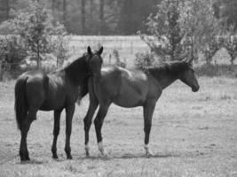 muchos caballos en Alemania foto