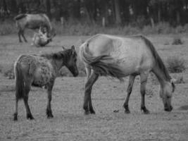 caballos salvajes en alemania foto