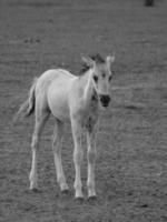 wild horses in germany photo